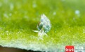 罕见物种叶羊海蛞蝓，现身三亚蜈支洲岛海域
