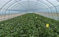 甜瓜飘香俏销市场　甘肃泾川“甜蜜事业”增收致富