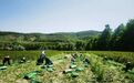 红笋芹菜抢鲜上市直供西安兰州　甘肃崆峒蔬菜采收旺