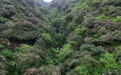 上饶三清山初夏杜鹃展芳菲，高山赏花正当时