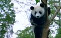 美丽中国行丨为什么说大熊猫是旗舰物种