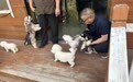 以赤诚之心护生灵 ——记流浪动物救助践行者马明华的苦乐十年