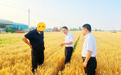 工商银行河南省分行：护航“三夏”生产  助力中原丰收