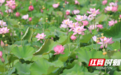 祁阳：千亩荷花绽放“美丽经济” 助推乡村振兴