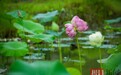 世界罕见！湖北惊现变色并蒂莲 花色每天不一样