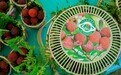 “梅”好的马山，为何值得你来？