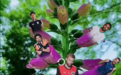 国际足联为何也玩起了“花开富贵”