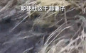 安徽一女孩点燃野草，父亲扑火不幸身亡，家属：有人要求他灭火后才能离开