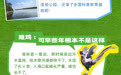 假如潍水的鸟儿们会说话，它们会聊些什么？