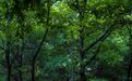来崆峒山过21℃的夏天　赶场风物集的热闹