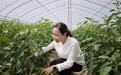 课堂进田间技术送农户　甘肃灵台的她点亮致富路
