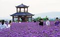 不必远赴普罗旺斯　甘肃成县上演绝绝紫浪漫