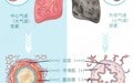 一图读懂丨哮喘VS慢阻肺