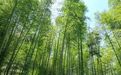 九江彭泽县：一根竹筷串起绿色产业链 铺就生态富民振兴路