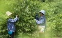 新余：林下生“金”助增收（图）