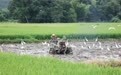 抚州东乡区：白鹭伴耕 生态画卷（图）