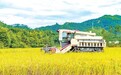 定南县：早稻成熟 颗粒归仓（图）