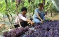 平泉市卧龙镇：葡萄种植结出“致富果”