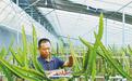 果蔬产业多点开花　甘肃清水群众增收有“聚宝棚”