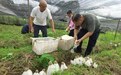 从菌垄到烘烤房，乐安竹荪采摘加工忙不停