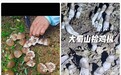 市民跟风网络“打野”热采摘鸡枞菌，合肥疾控处紧急发声