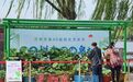 湖光悦色・荷映泉城！济南市第40届荷花艺术节燃动泉城盛夏