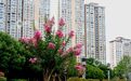 江西分宜：紫薇花开广场靓（图）