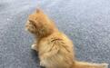 西北首例！克隆猫和克隆犬在杨凌诞生
