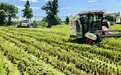 南昌194.5万亩早稻陆续进入成熟期 将全面开始收割
