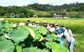 抚州南丰：荷花盛开迎客来（图）
