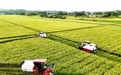 会昌县：抢抓农时加紧夏收（图）