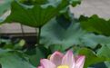 “花开富贵”请求添加好友~
