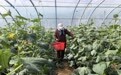甘肃灵台设施蔬菜产销两旺　特色产业助农增收