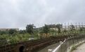九江濂溪区一河道对岸市政绿化带变菜园 蚊虫泛滥、臭味难闻