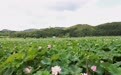 江西抚州：以莲为媒 全媒赋能（图）