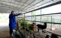 江西分宜：特色山羊养殖 拓宽增收致富路（图）
