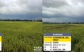科技赋能丰产 硒稻喜迎丰收｜中科桂投港务铺门镇基地机械化收割全面开启
