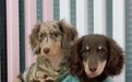 广州买狗如何分辨正规犬舍？长毛腊肠犬舍资质清单