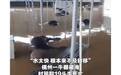 广西洪灾殃及大量动物：一动物园几乎被洪水吞噬