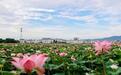 峡江县：夏日荷韵美乡村（图）