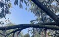 树熟榴莲高端果一果难求！万宁南桥新坡村榴莲产业崛起