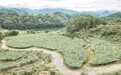 德兴市：特色种植助增收（图）