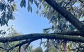 海南万宁“树上熟”榴莲火了 高端果供不应求