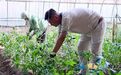 甘肃首条果蔬无菌冷灌装生产线落地　金川"汁"富有良方
