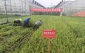 比常规早稻早熟半月，抚州首批试验早稻亩产达450公斤