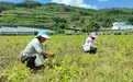 药香满彝山！奉甘协作海棠金银花迎来首茬采收
