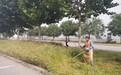 一城绿意一站式托付，上海渝颊绿化让景观长久鲜活
