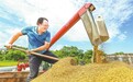 大余县：早稻收割正当时（图）