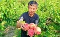 甘肃灵台盘活方寸地　庭院经济撬动大增收