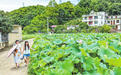 九江：夏日荷景醉游人乡村风光引客至（图）